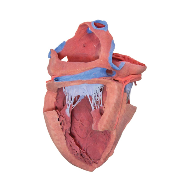 3-D Printed Internal Heart Structures Model